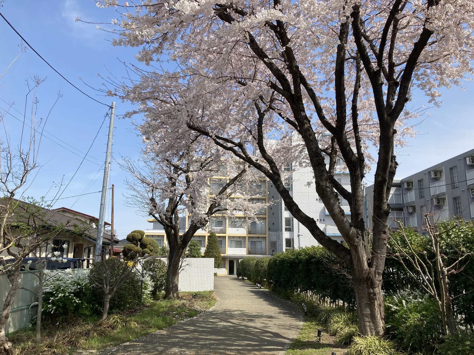 ご入居時期となる3月末から4月にかけて満開の桜の木がお出迎えする人気の大型マンション